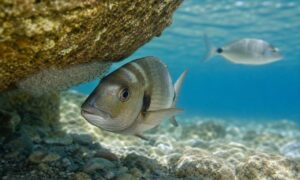 Un pesce padre sorveglia le uova tra le rocce del fondale marino.
